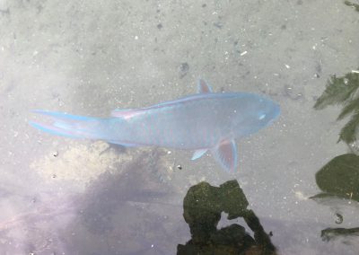 cruise-pontoon-boat-parriot-fish