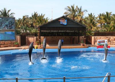 ushaka-dolphin-show