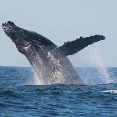 whale-breaching